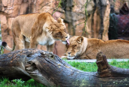 Parc de Beauval  © T. Michel