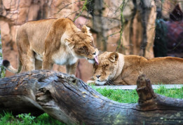 Parc de Beauval  © T. Michel