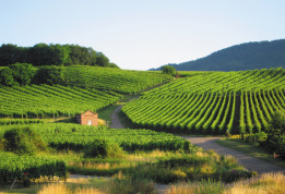 Route des Vins