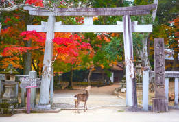 Parc de Nara © Zen