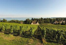 Vignobles en Suisse sur Neuchatel