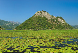 Le lac de Skadar