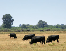 Journée camarguaise