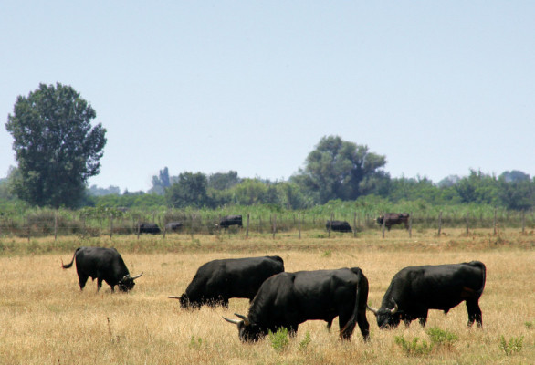 Safari en Camargue