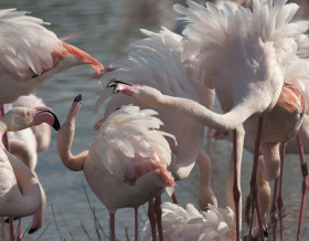 St-Sylvestre en Camargue