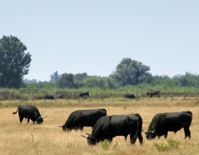 Safari en Camargue