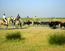 Camargue