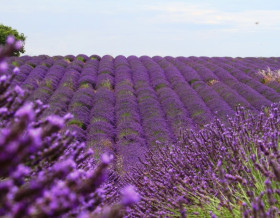 Provence, terre de lavande