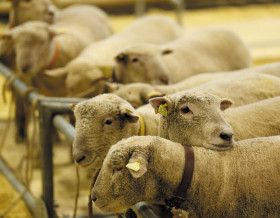 Paris - Salon de l'Agriculture