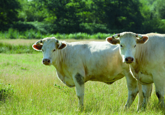 Gastronomie en Charolais