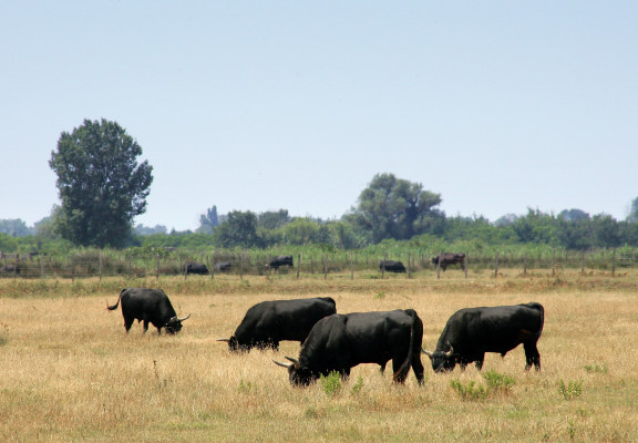 Journée camarguaise