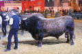© Salon de l'Agriculture