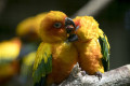 Conure soleil © Beauval