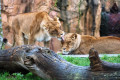 Parc de Beauval  © T. Michel