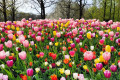 Parc floral de Keukenhof © N. Fenestraz