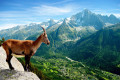 Alpages ©IstockPhotos