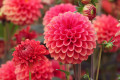 Dahlias