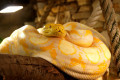 Python réticulé © Beauval