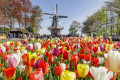 Keukenhof © Croisieurope