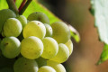 Vignoble alsacien © Thierry Michel