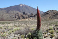 Pic du Teide © T. Michel