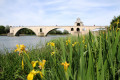 Pont d'Avignon  © T. Michel