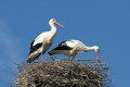 Couple de cigognes © Thierry Michel