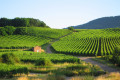 Vignoble d'Alsace