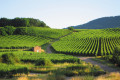 Route des Vins