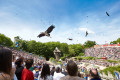 Le bal des oiseaux fantômes © David Piolé