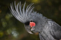Cacatoès noir © Beauval