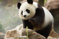 Panda © Beauval