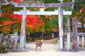 Parc de Nara © Zen
