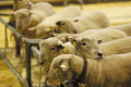 © Salon de l'Agriculture