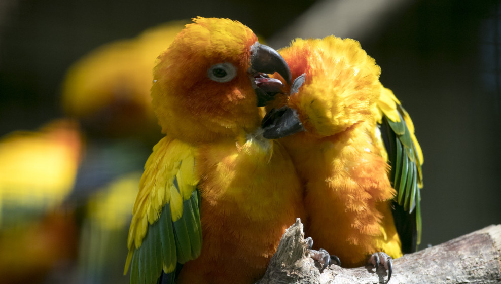 Conure soleil © Beauval