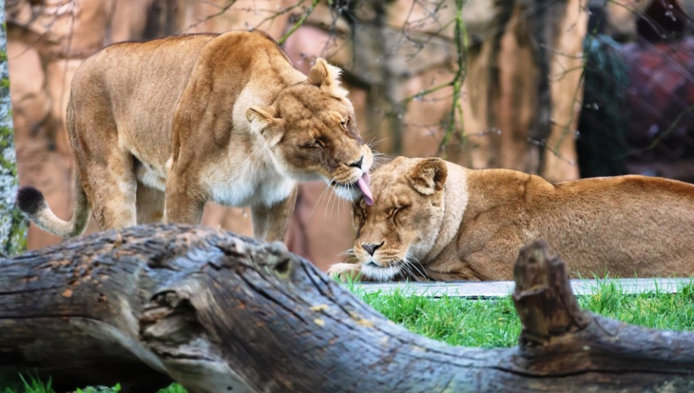 Parc de Beauval  © T. Michel