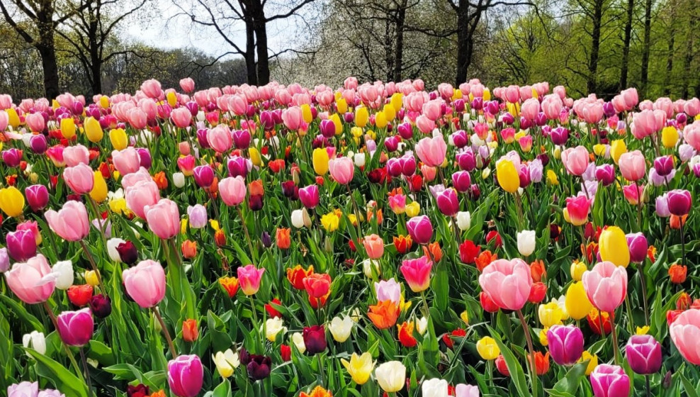 Parc floral de Keukenhof © N. Fenestraz