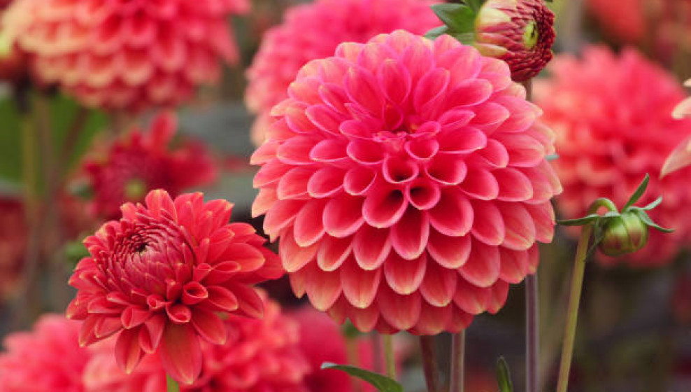 Dahlias