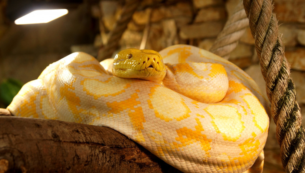 Python réticulé © Beauval