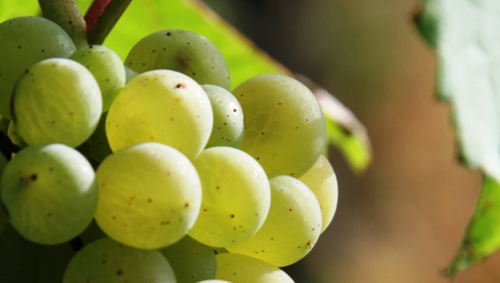 Vignoble alsacien © Thierry Michel