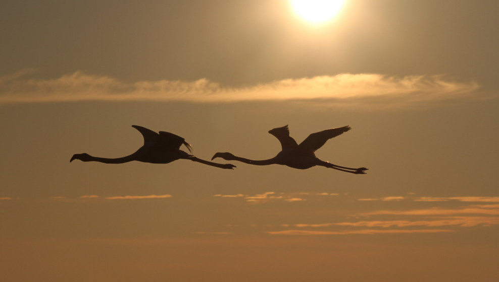 Camargue  © T. Michel