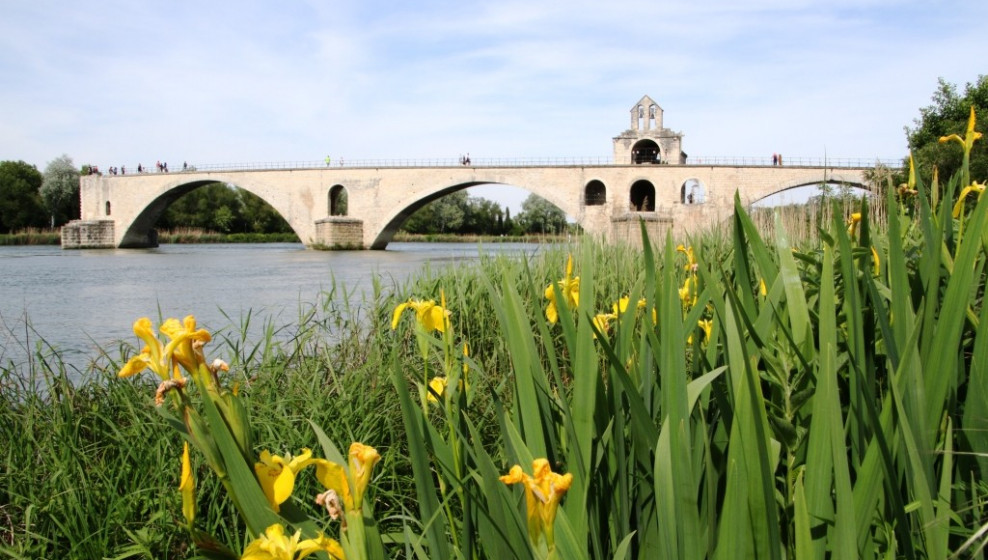 Pont d'Avignon  © T. Michel