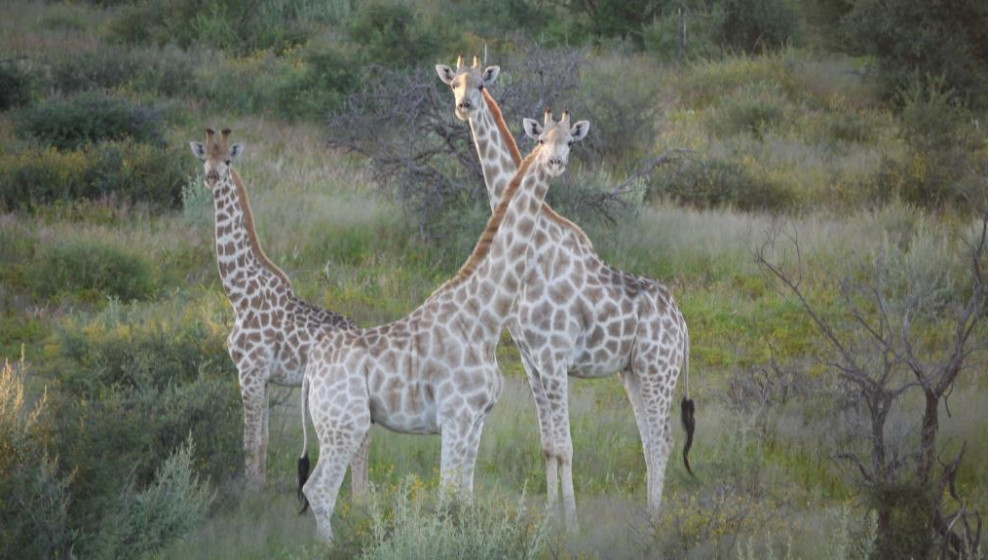 Namibie © T. Michel