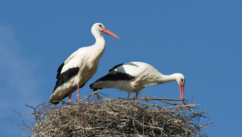 Couple de cigognes © Thierry Michel