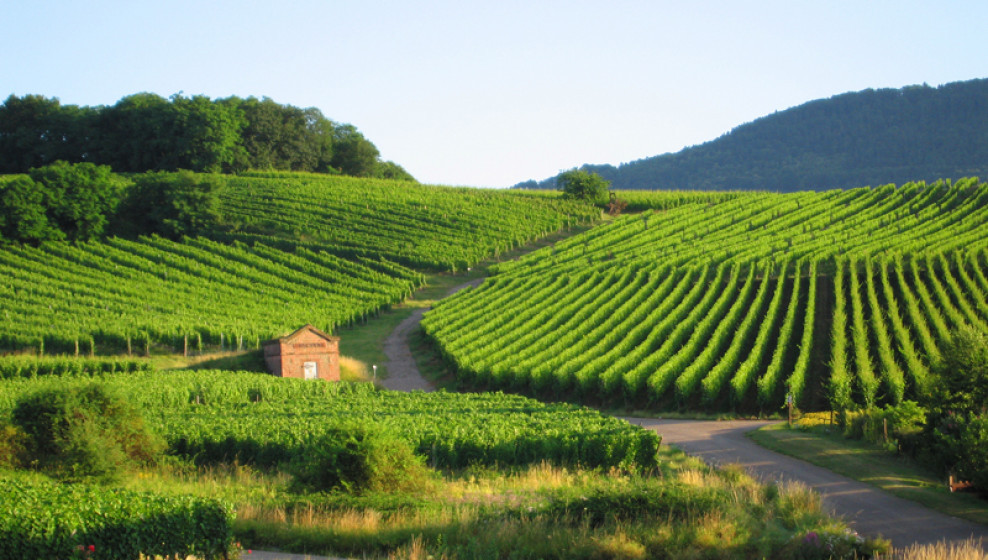 Vignoble d'Alsace