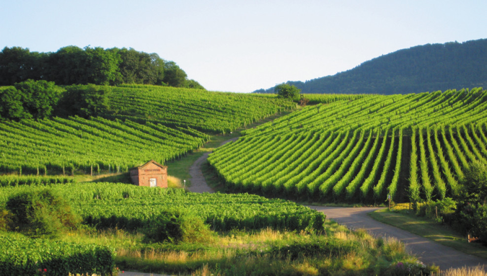 Route des Vins
