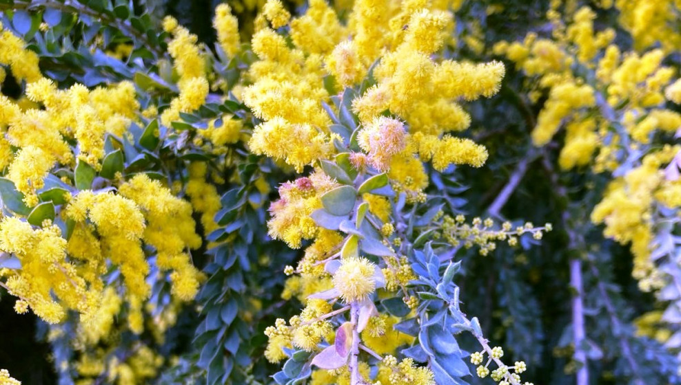 Mimosas