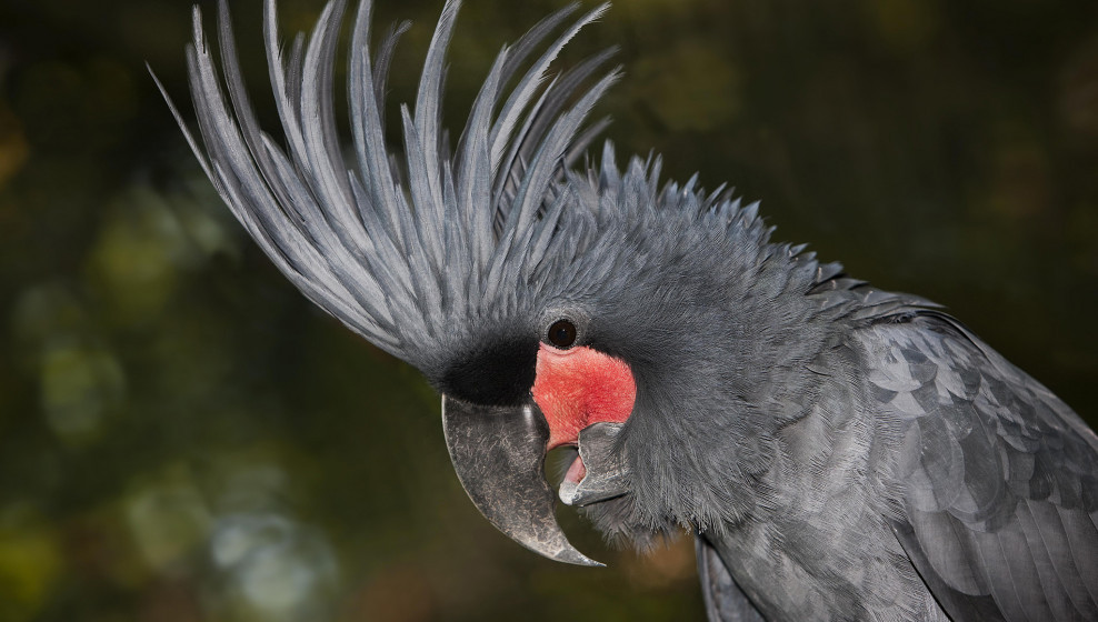 Cacatoès noir © Beauval