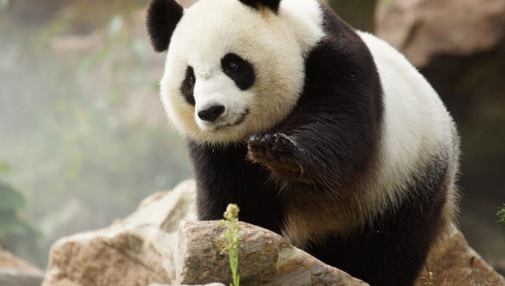 Panda © Beauval