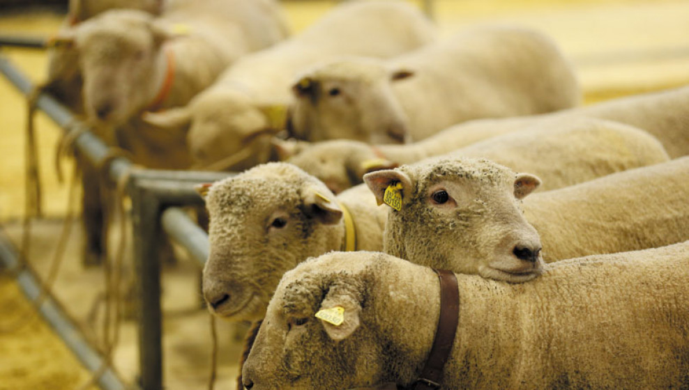 © Salon de l'Agriculture